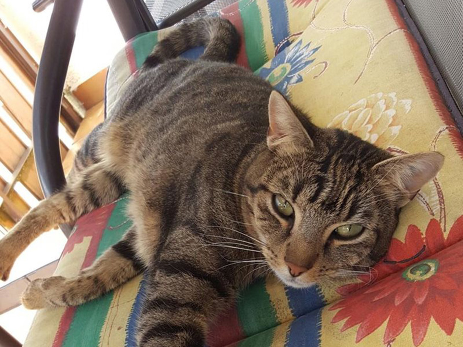 Kater Simba zuhause
