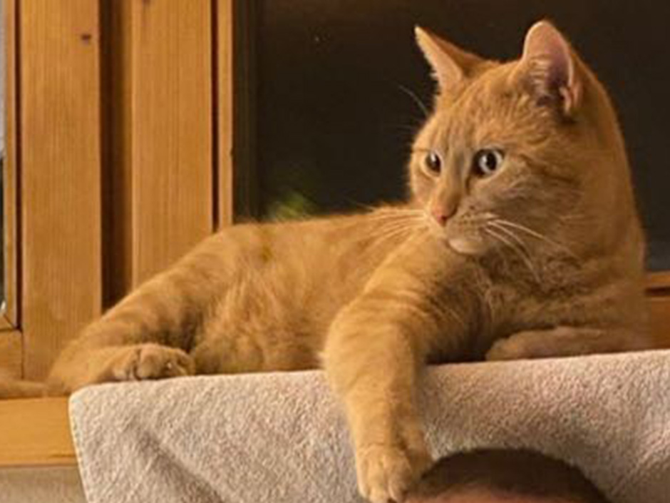 Kater Simba auf dem Kratzbaum.