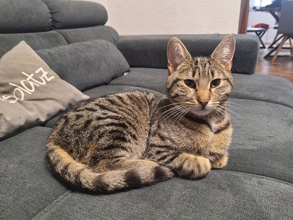 Getigerter Kater Smoky sitzt entspannt auf einem Sofa.