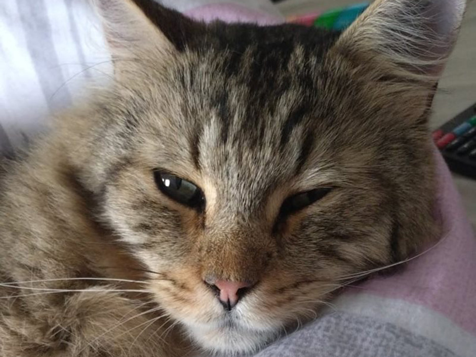 Kater Sören zuhause.