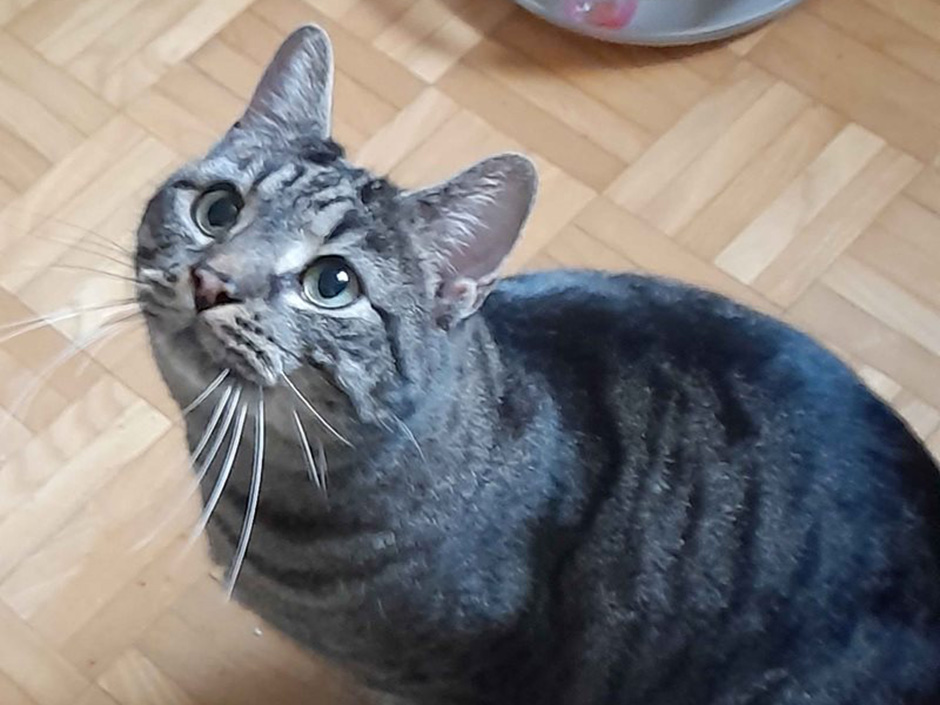 Kater Stitch zuhause