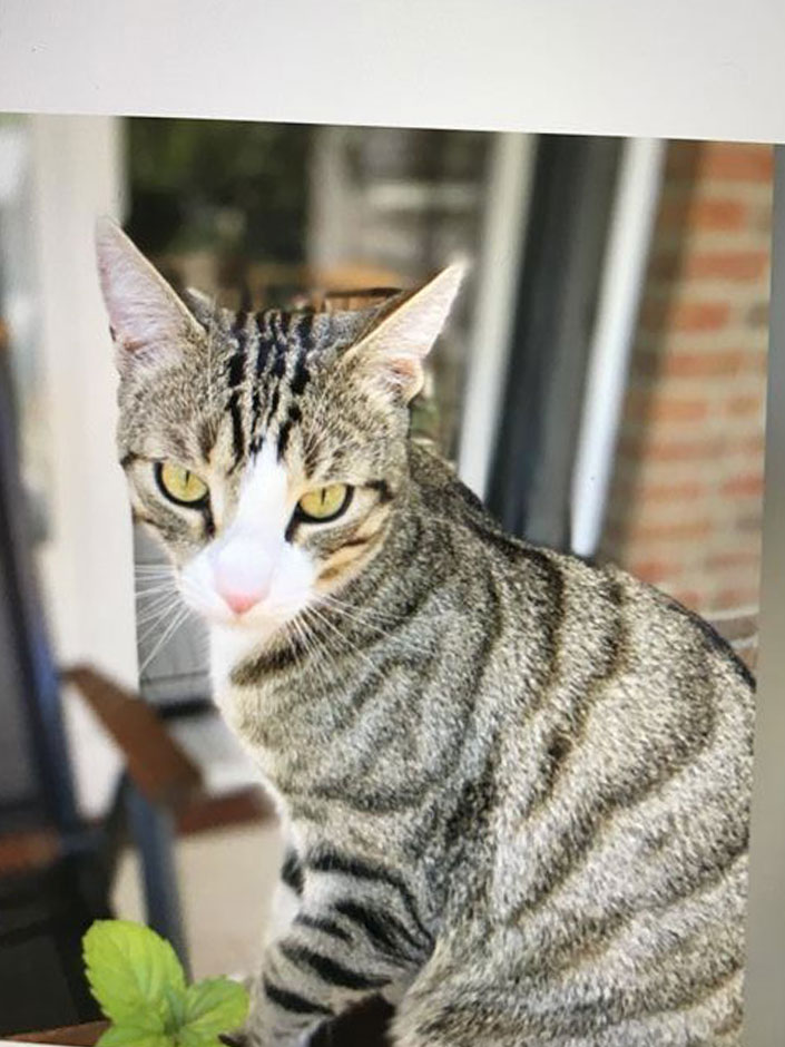 Kater Tabbie im Garten.