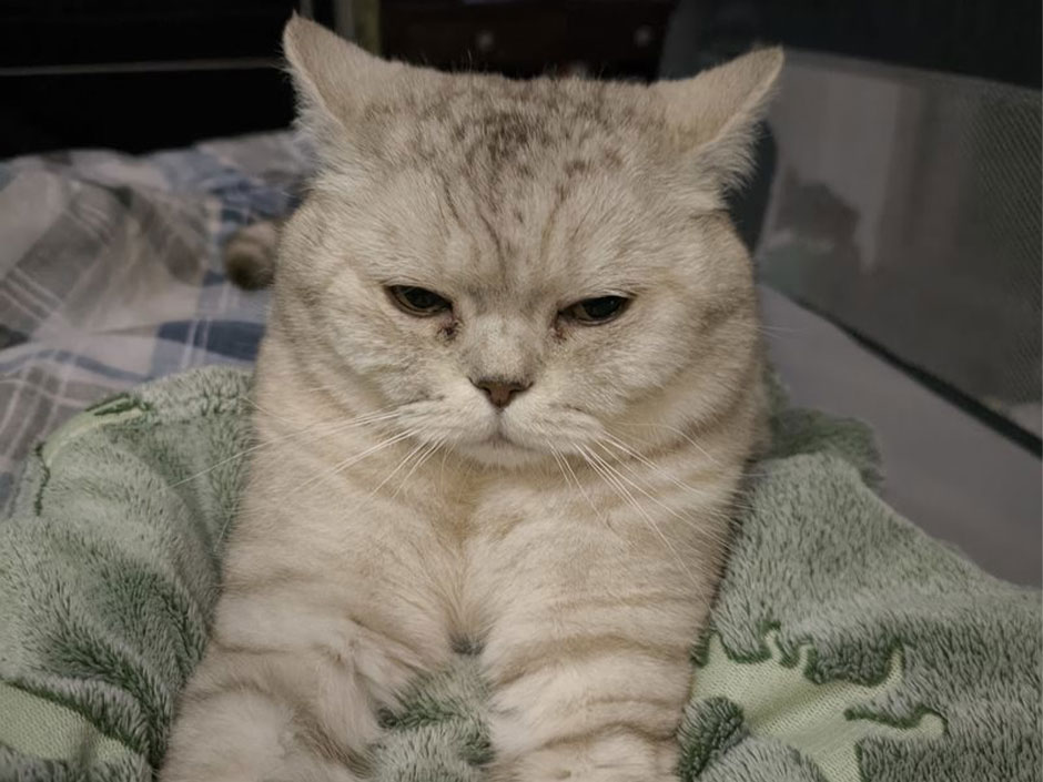 Kater Ted liegt eingekuschelt auf einer Decke.