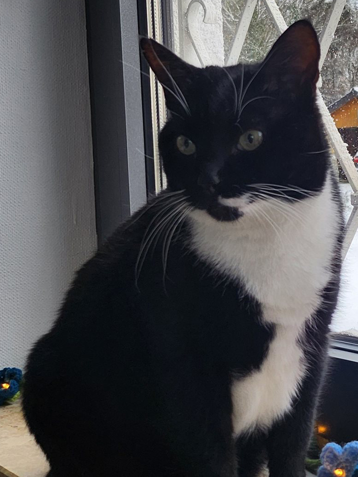 Kater Teddy ist wieder Zuhause.