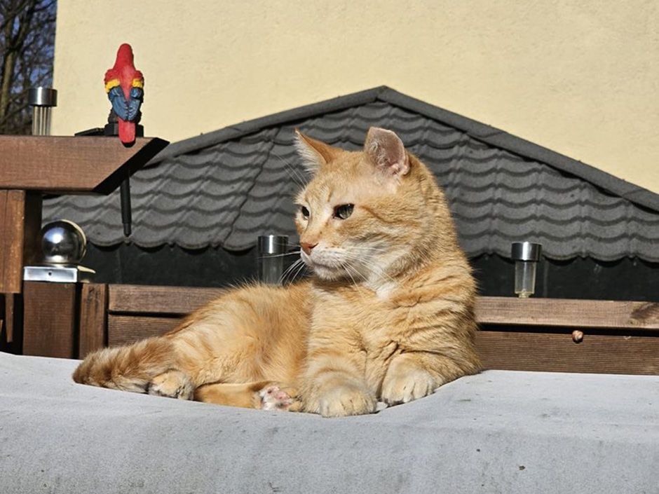 Kater Teddy zuhause