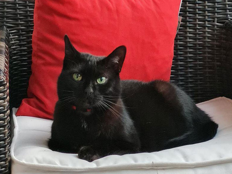 Kater Tetto liegt auf dem Stuhl.