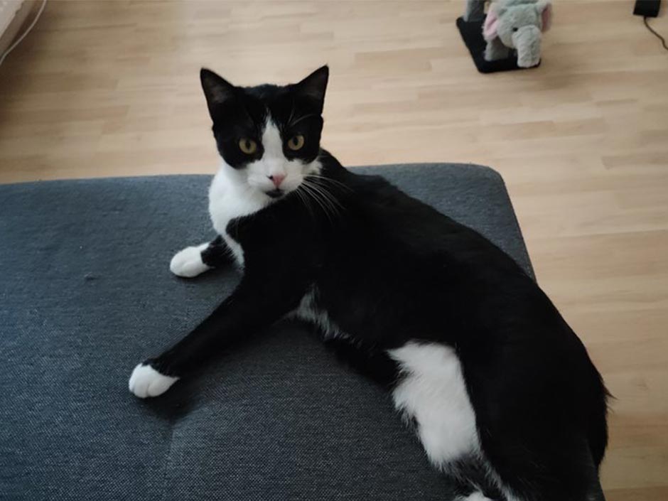 Kater Teufelchen liegt auf dem Sofa.