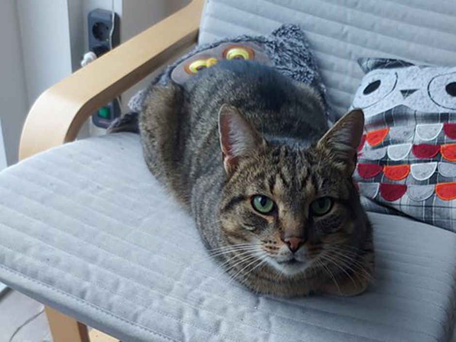 Kater Thorin zuhause