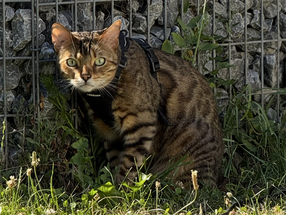 Kater Tiger im Garten