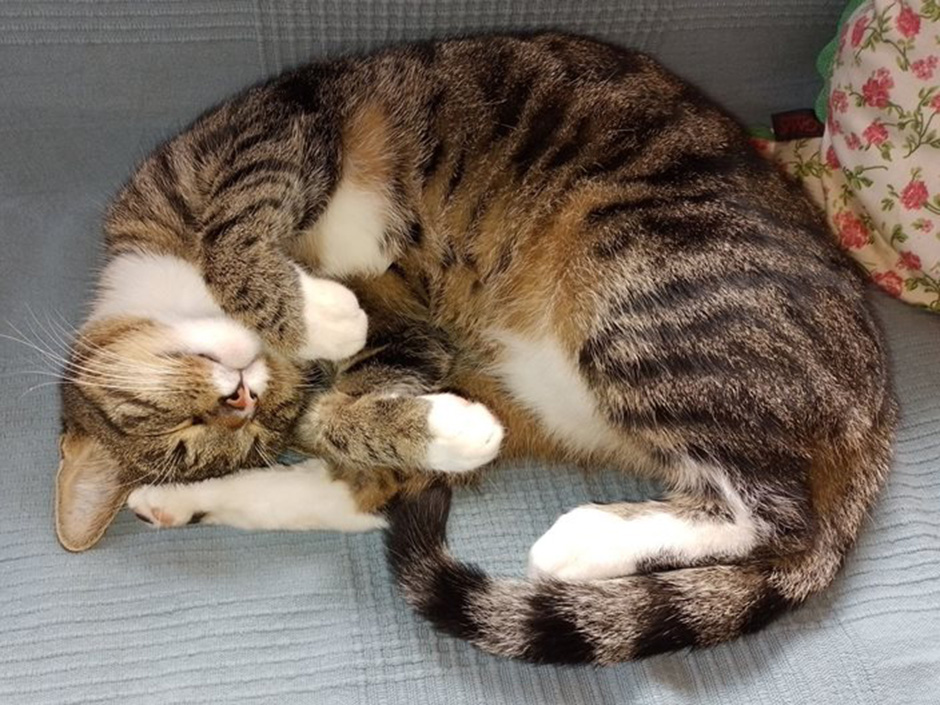 Kater Tiger zuhause auf der Couch.