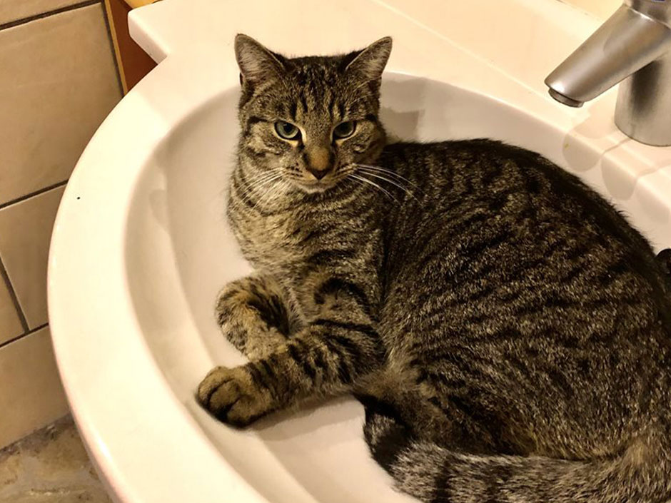 Kater Tigi liegt im Waschbecken.