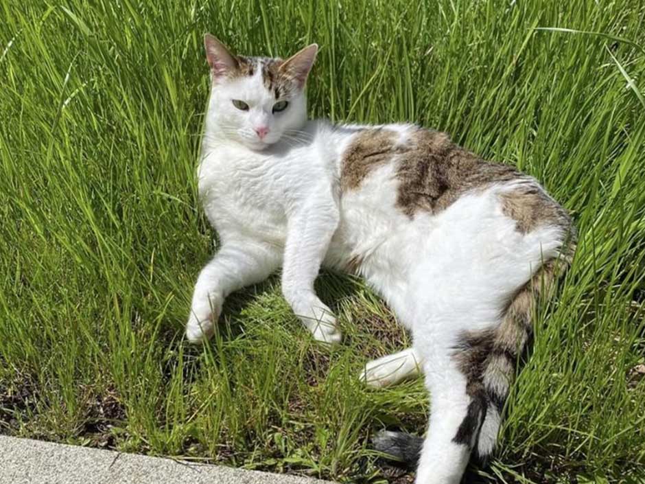 Kater Timmy liegt im Gras.