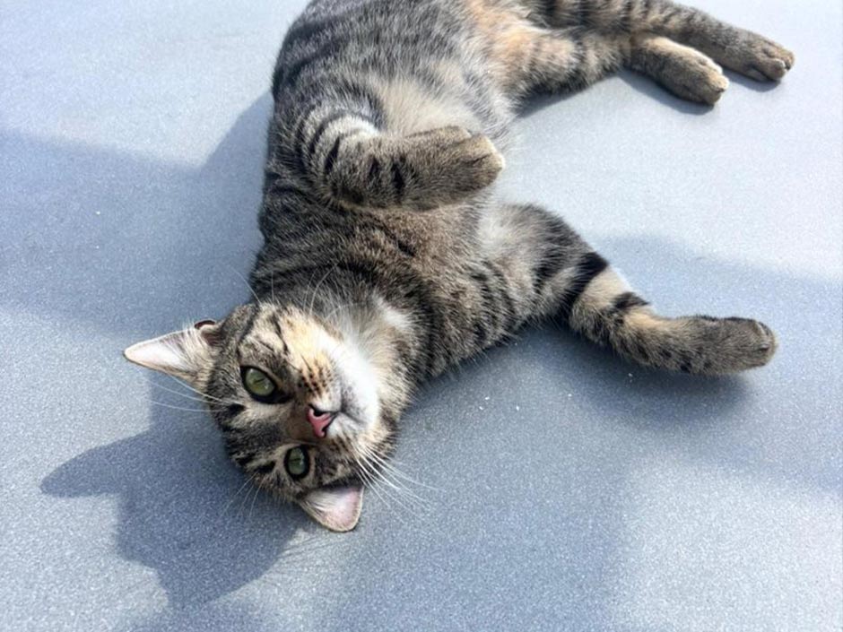 Kater Timmy liegt auf einem Tisch.