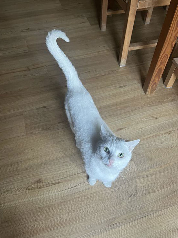 Kater Whitey steht in der Küche.