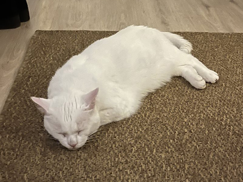 Kater Whitney Zuhause