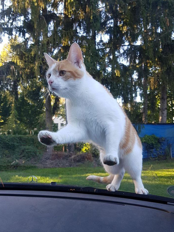 Kater Winnie auf einem Auto.