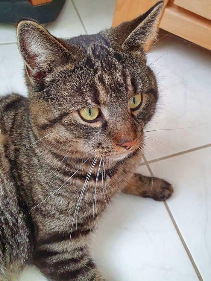 Kater Yoshi