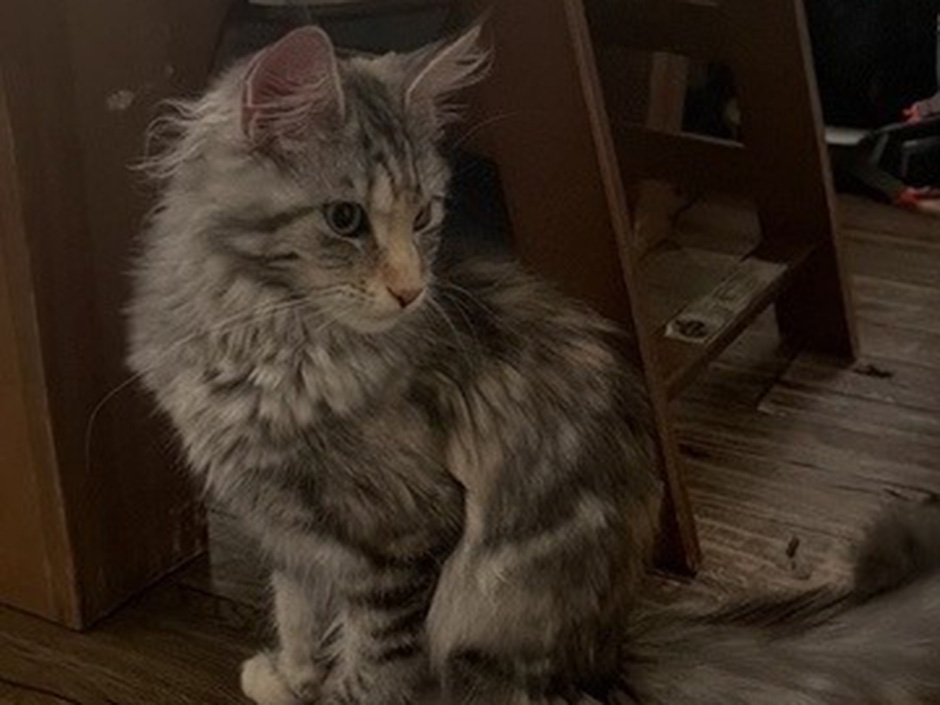 Katze Abby zuhause