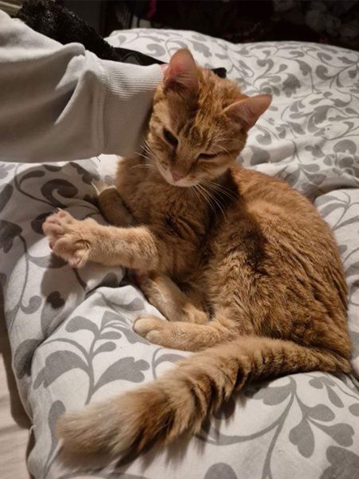 Kater Peanut liegt auf einer Mauer.