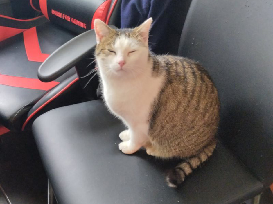 Katze Aika auf einem Stuhl