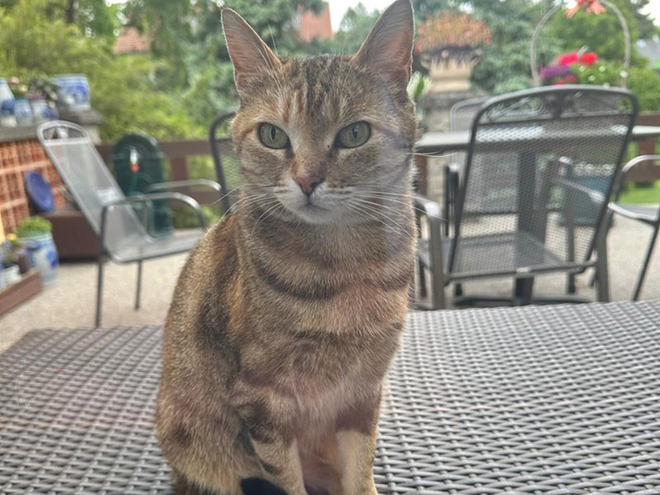 Katze Akili im Garten