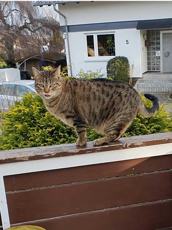 Katze Alba auf dem Balkon.