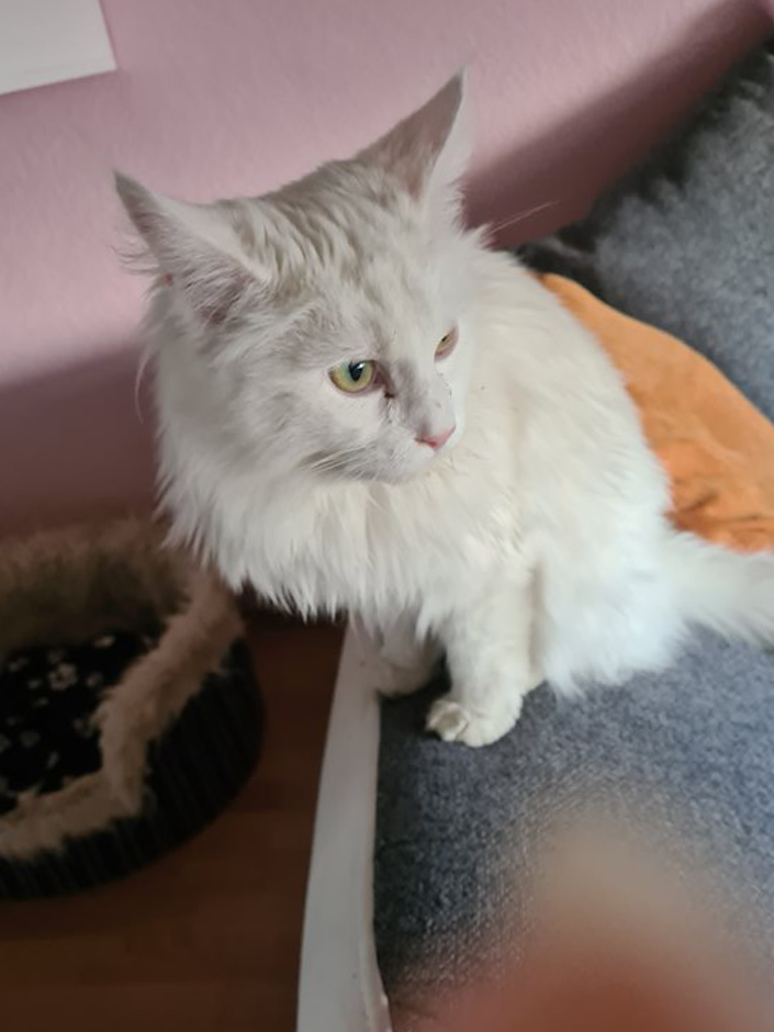 Katze Anni