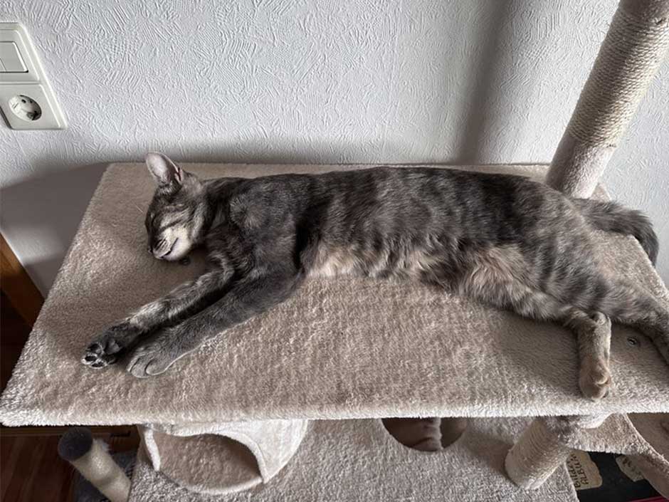 Katze Arya schläft nachdem sie wieder Zuhause ist.