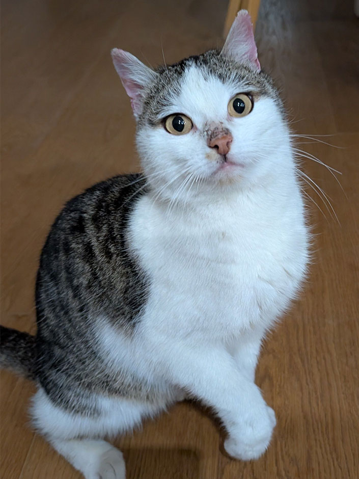 Katze Bella ist nach einem Jahr wieder Zuhause.