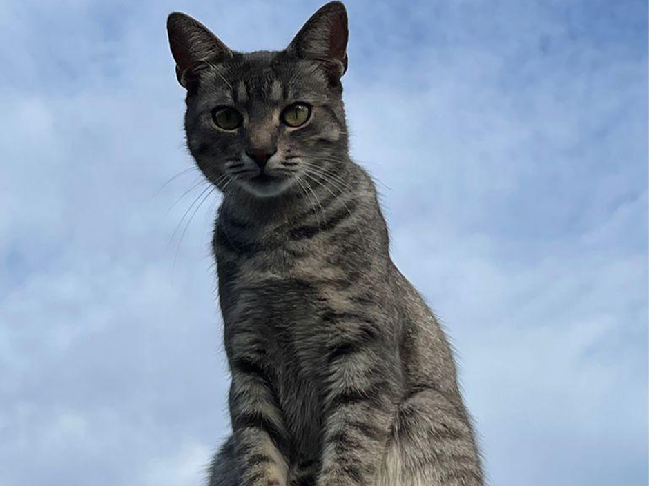 Getigerte Katze Charlie sitzt auf einem Pfosten.