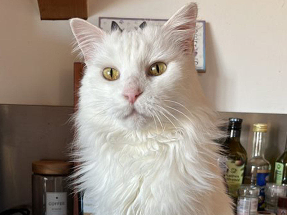 Katze Chiara Zuhause