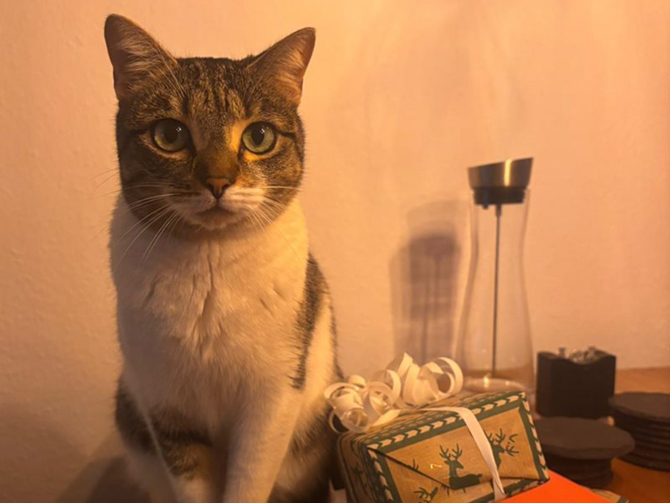 Katze Clarisa zuhause
