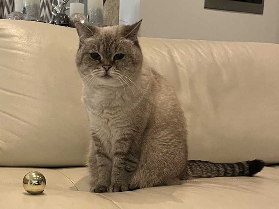 Katze Cleo zuhause