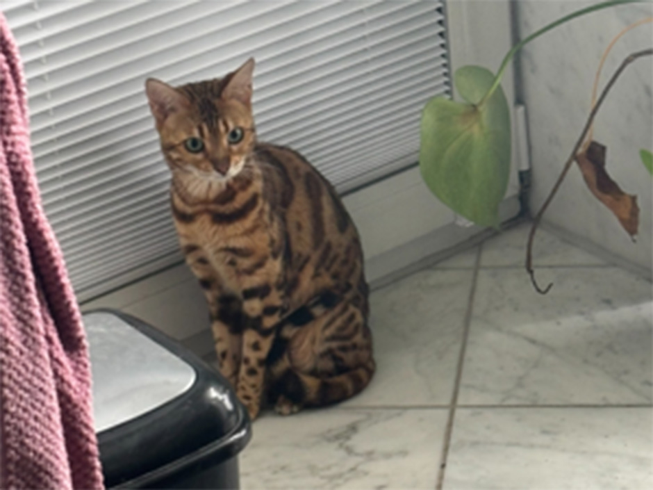Katze Daisy sitzt auf einem Boden im Badezimmer.