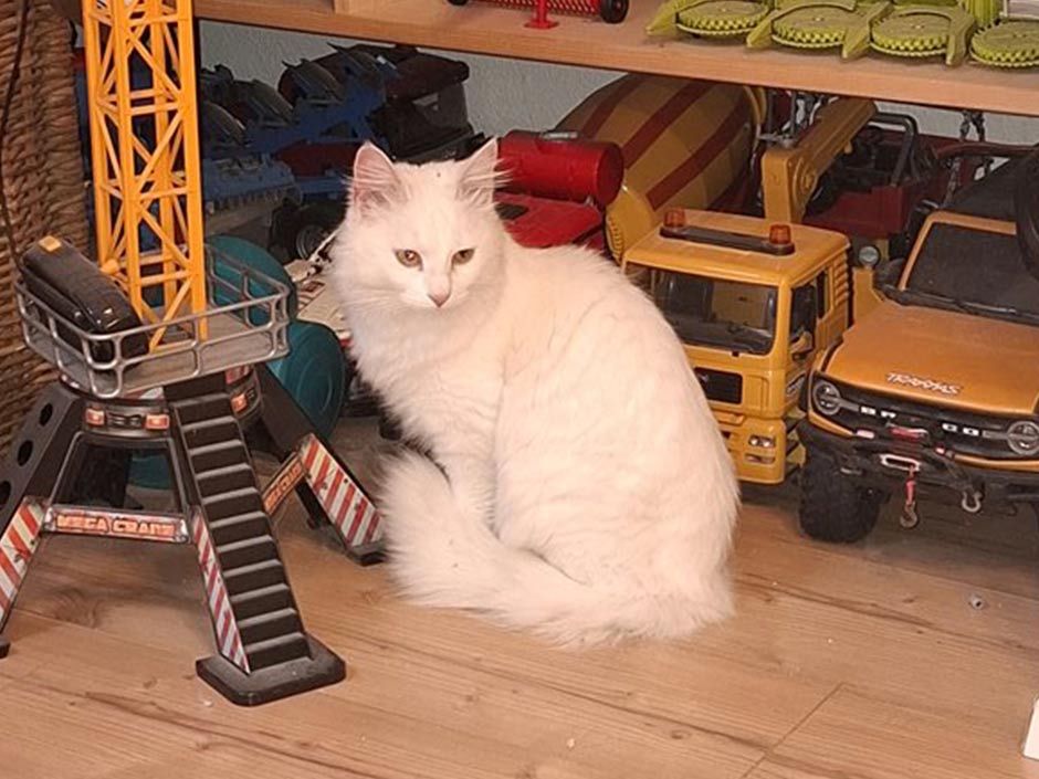 Katze Ella sitzt im Kinderzimmer.