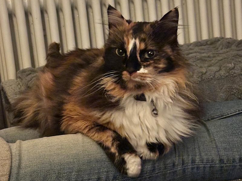 Katze Ella ist wieder bei ihrer Familie