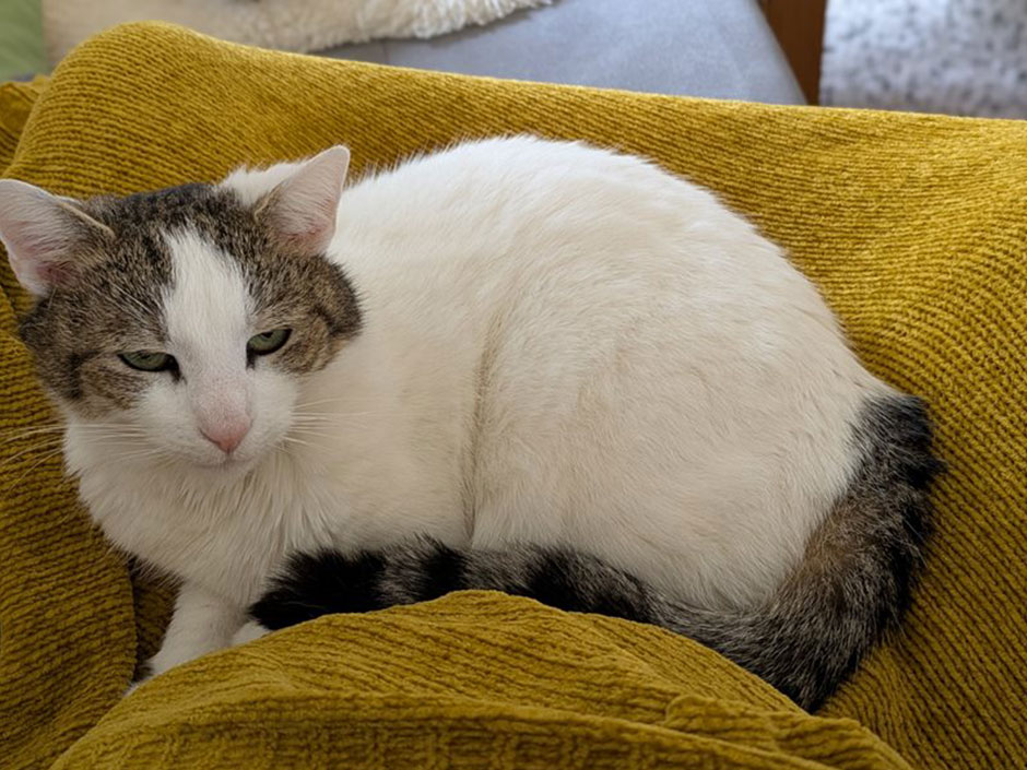 Helle Katze liegt auf einer Decke.