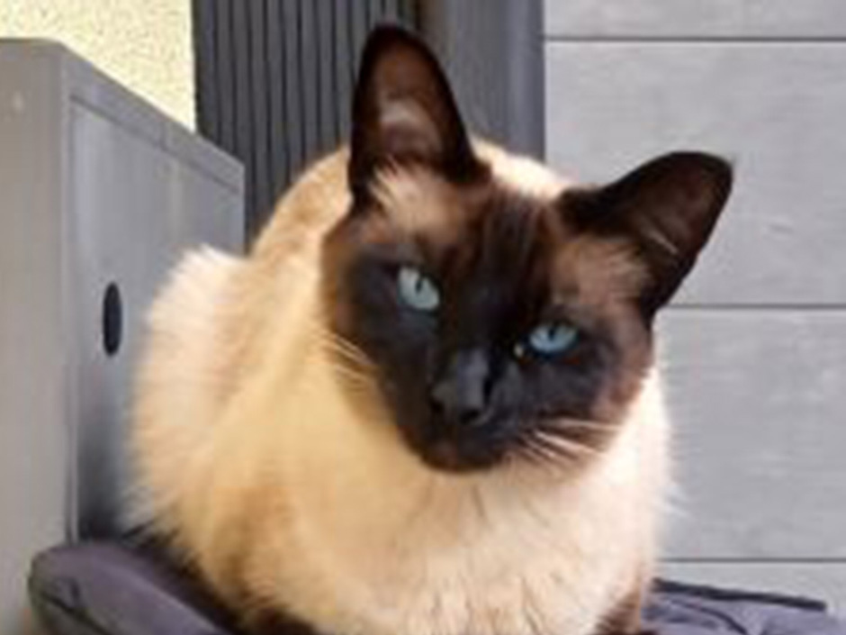 Katze Elly zuhause