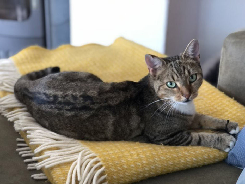 Katze Emmi liegt auf einer Couch.