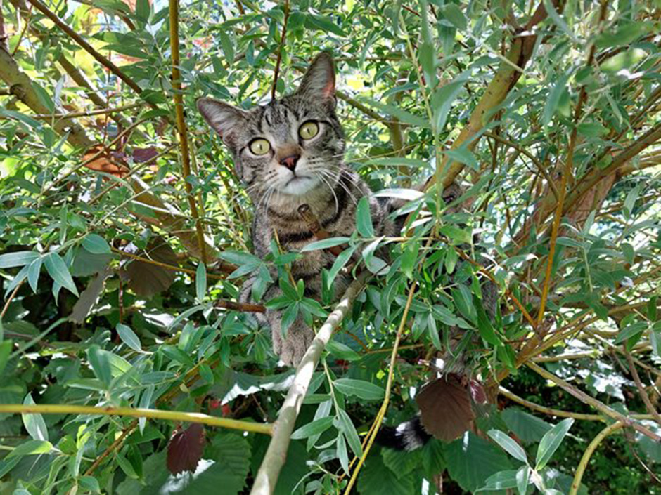 Katze Finni in der Natur