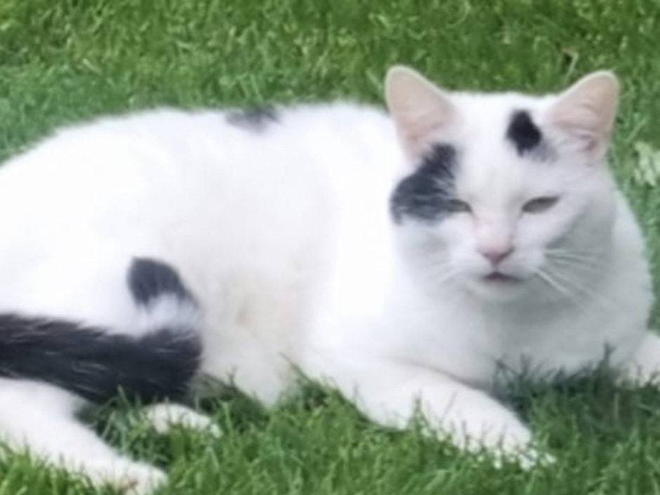 Katze Flöckchen Zuhause