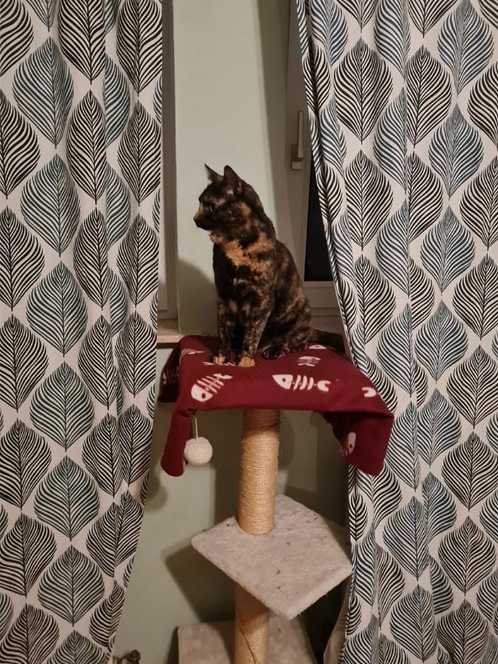 Katze Foxy auf dem Kratzbaum.