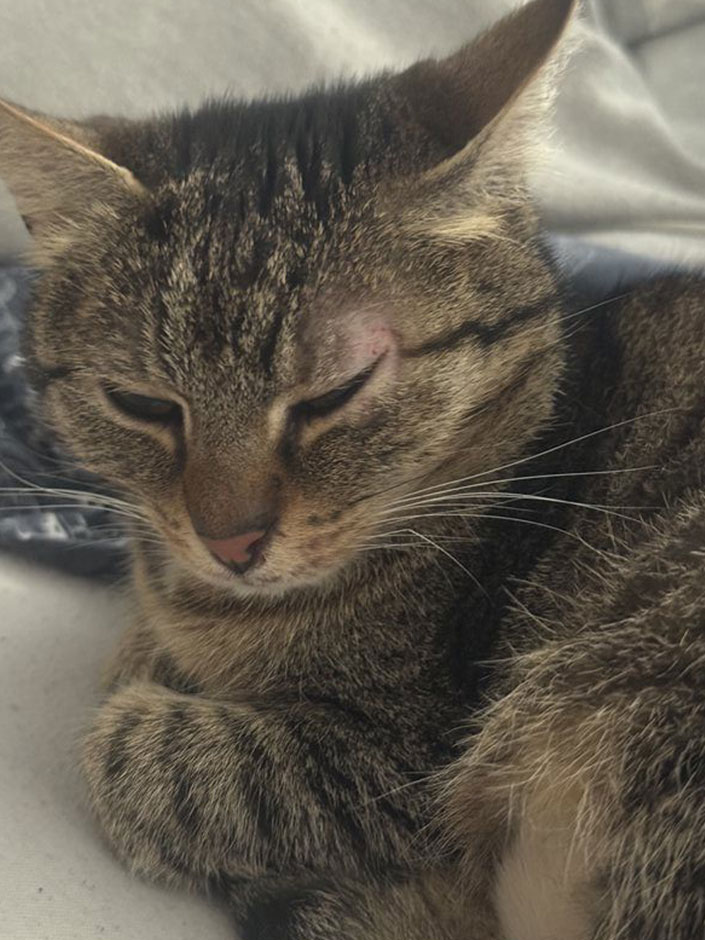 Katze Frieda beim Schlafen.