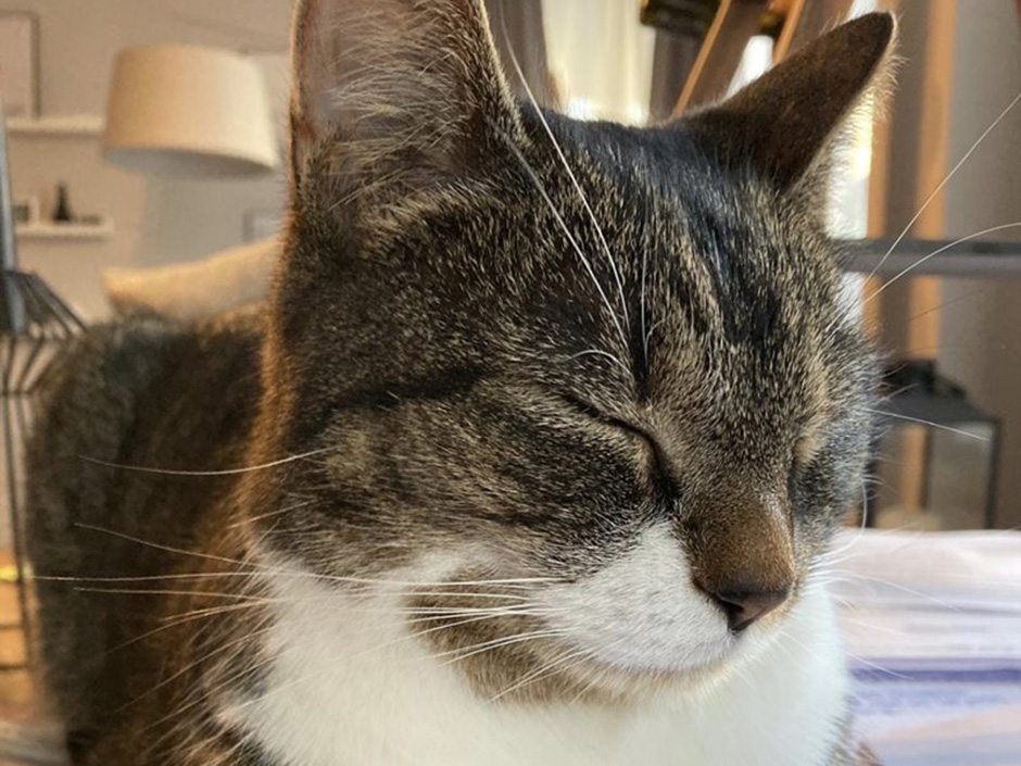 Katze Juri liegt auf einem Tisch.