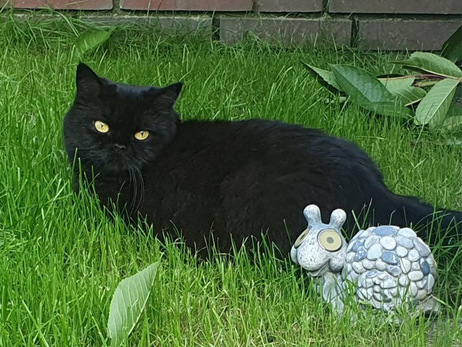 Schwarze Katze Karolina liegt im Gras.