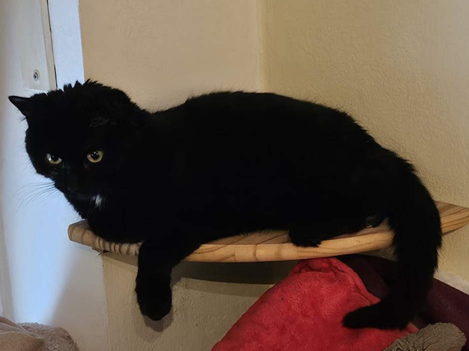 Katze Kira zuhause.