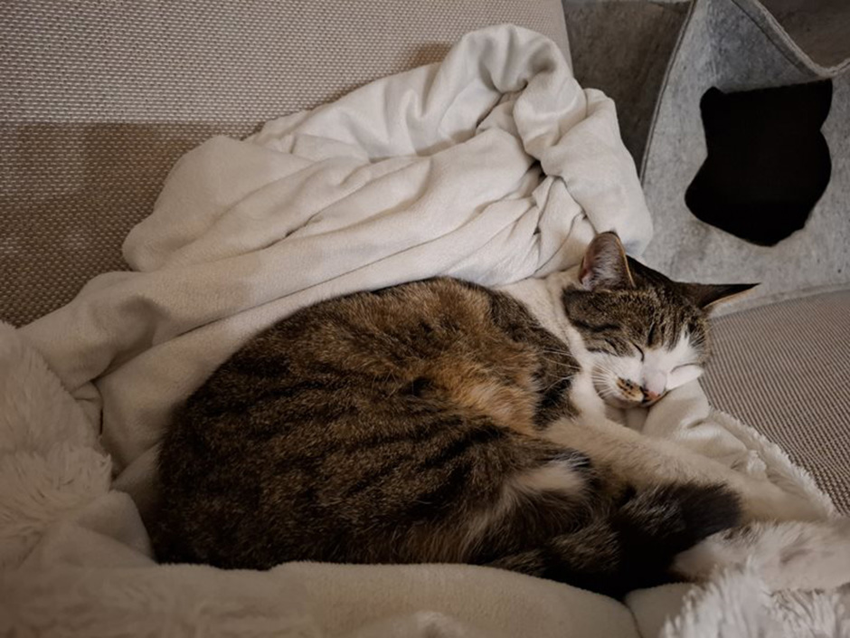 Katze Kiwi zuhause