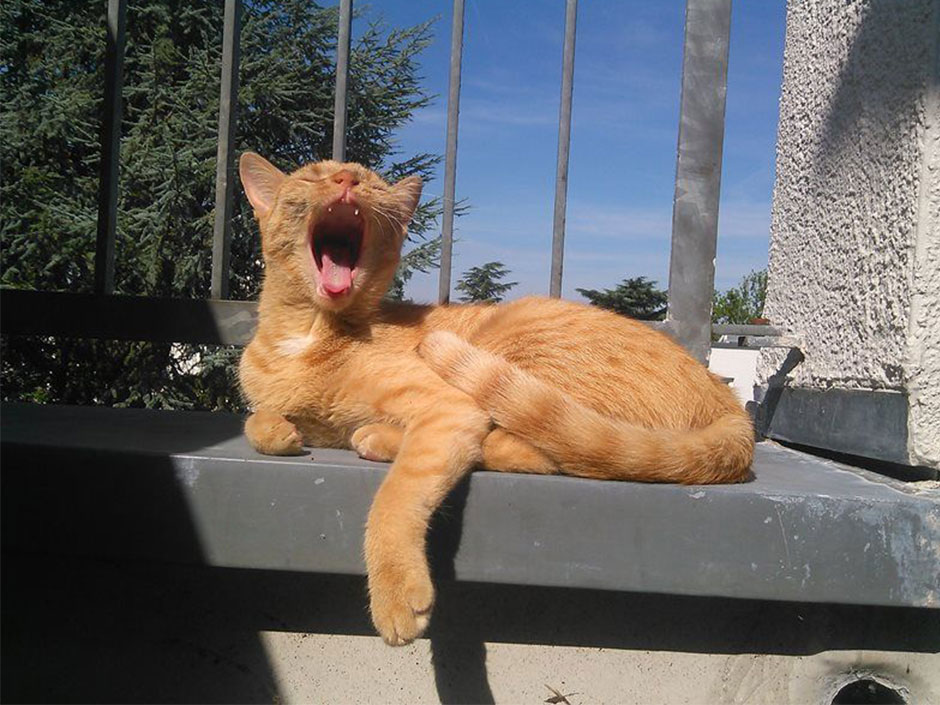 Katze Lilly gähnt.