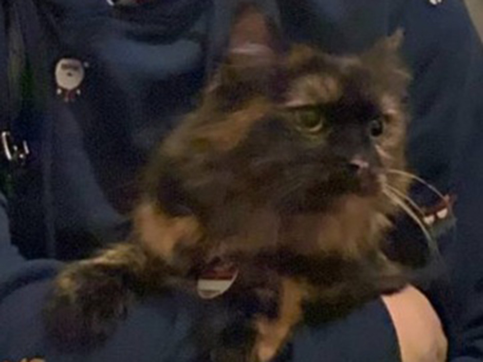 Katze Lilu zuhause