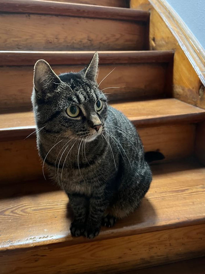 Katze Lotta sitzt auf der Treppe.